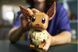 Конструктор LEGO&reg; Pok&eacute;monTM Иви 72151 72151 фото 2